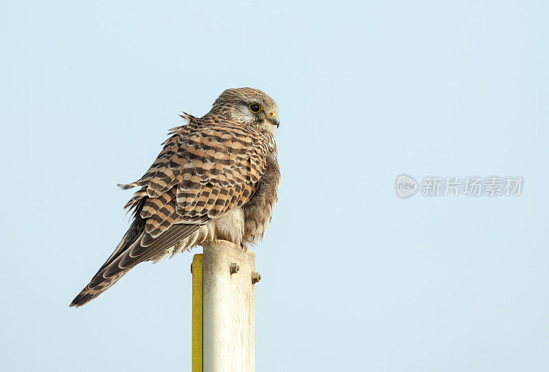 普通Kestrel (Falco tinnunculus)